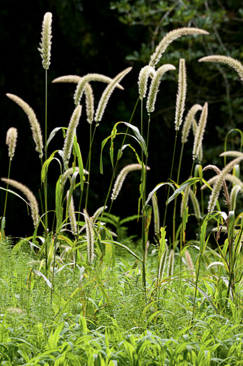 image of Setaria magna, Saltmarsh Foxtail-grass, Giant Foxtail-grass, Giant Bristlegrass