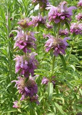 image of Monarda citriodora var. citriodora, Lemon Bergamot, Lemon Mint