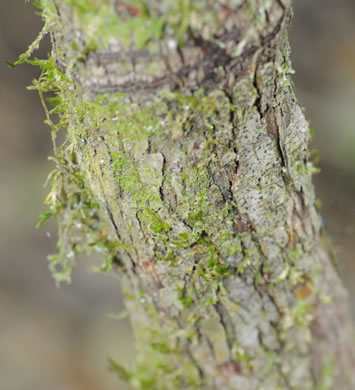 image of Swida asperifolia, Eastern Roughleaf Dogwood