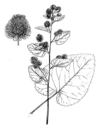 drawing of Arctium minus, Lesser Burdock, Common Burdock