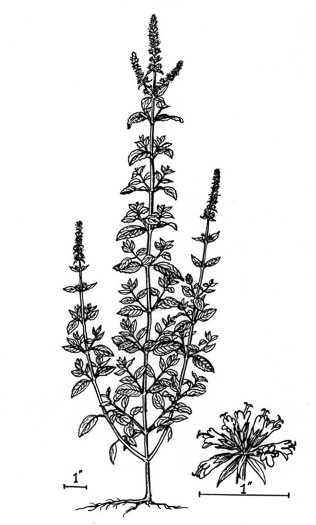 image of Mentha ×piperita var. piperita, Peppermint