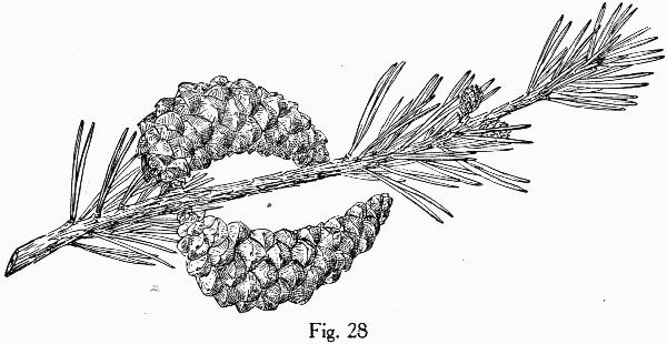 drawing of Pinus banksiana, Jack Pine