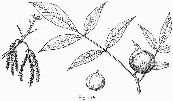 image of Carya carolinae-septentrionalis, Carolina Shagbark Hickory, Southern Shagbark Hickory, Carolina Hickory