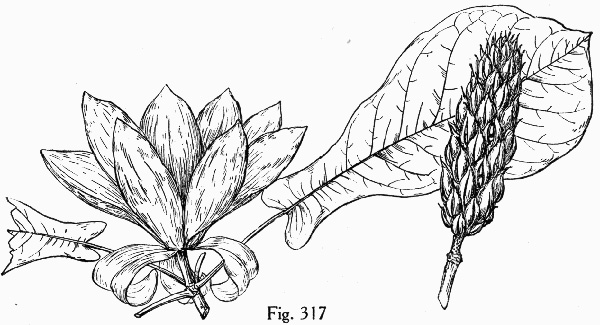 image of Magnolia pyramidata, Pyramid Magnolia