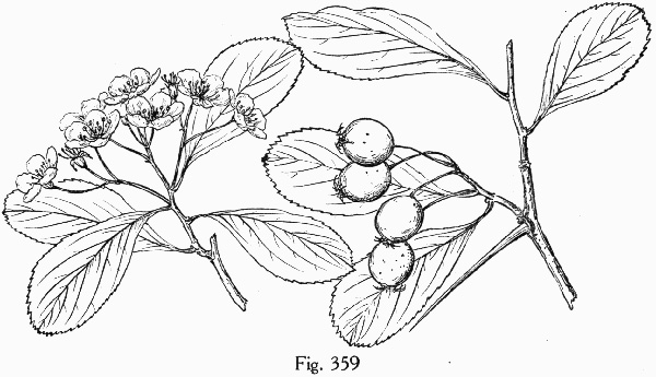 image of Crataegus crus-galli var. crus-galli, Cockspur Hawthorn