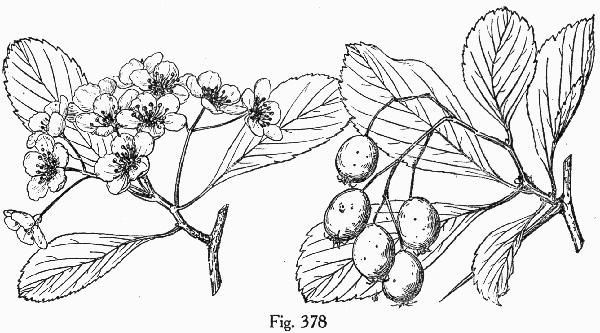 image of Crataegus punctata, Dotted Hawthorn, White Hawthorn