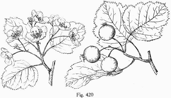 image of Crataegus mollis var. mollis, Downy Hawthorn