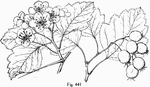 image of Crataegus submollis, Northern Downy Hawthorn, Quebec Hawthorn