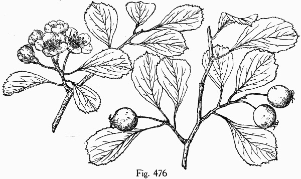 image of Crataegus visenda, Bristol Hawthorn