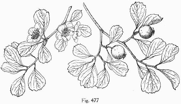 image of Crataegus quaesita var. floridana, Jacksonville Hawthorn