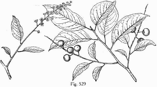 image of Prunus alabamensis, Alabama Black Cherry