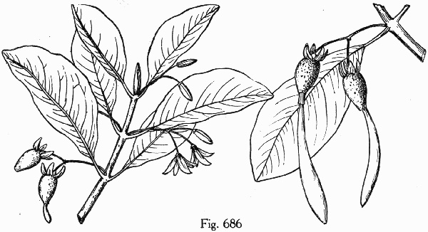 image of Rhizophora mangle, Red Mangrove