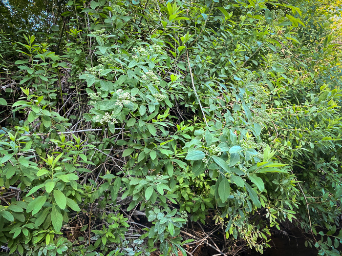 image of Spiraea virginiana, Virginia Spiraea, Appalachian Spiraea, Virginia Meadowsweet