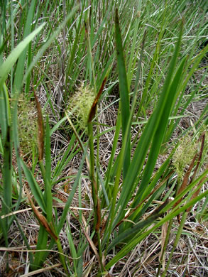 image of Dichanthelium erectifolium, Erectleaf Witchgrass, Erectleaf Panicgrass