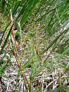 panicle