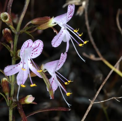 image of Dicerandra linearifolia +, coastal plain balm