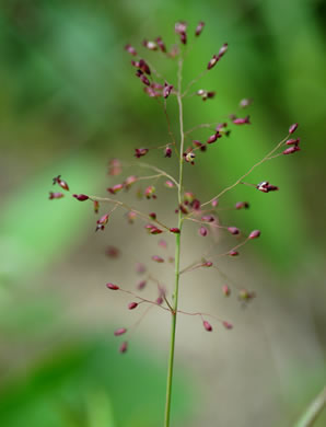 panicle