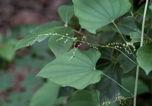 image of Dioscorea villosa, Common Wild Yam, Streamhead Yam, Yellow Yam