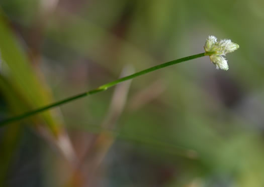 image of Fuirena scirpoidea, Southern Umbrella-sedge