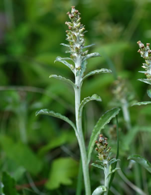 image of Gamochaeta pensylvanica, Wandering Cudweed, Pennsylvania Everlasting