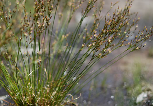 image of Juncus georgianus, Georgia Rush, Flatrock Rush