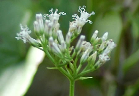 image of Mikania cordifolia, Heartleaf Climbing Hempweed