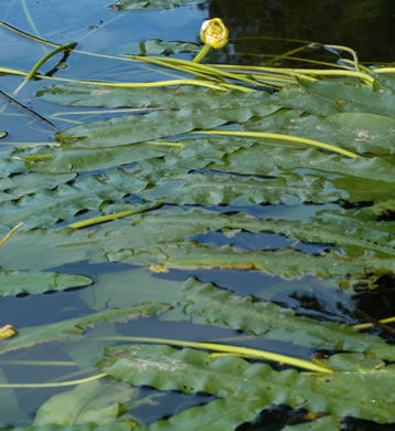 image of Nuphar sagittifolia, Narrowleaf Pondlily, Cow-lily, Spatterdock, Bonnets