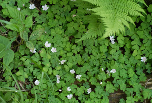 image of Oxalis montana, Mountain Wood-sorrel, American Wood-sorrel, Wood Shamrock, White Wood-sorrel