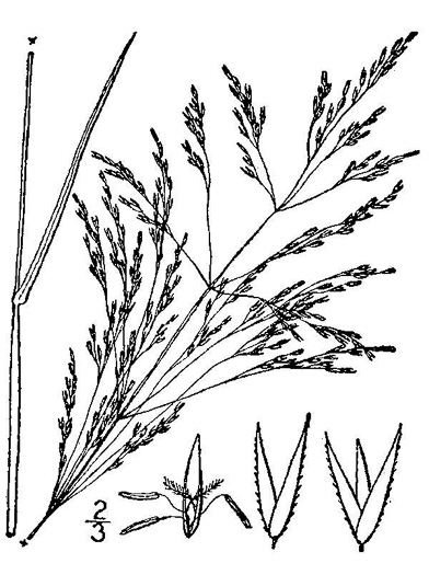 image of Agrostis perennans, Autumn Bentgrass, Upland Bentgrass, Upland Bent