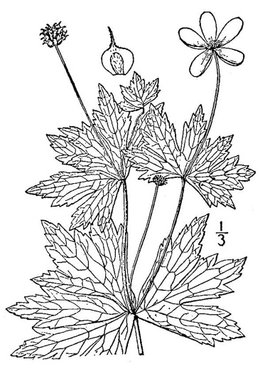 image of Anemonastrum canadense, Canada Anemone