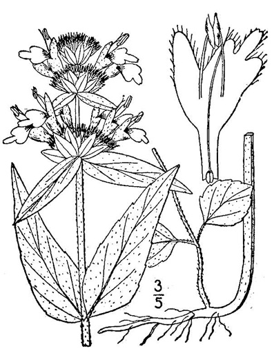 image of Blephilia ciliata, Diabase Woodmint, Horsemint, Downy Woodmint