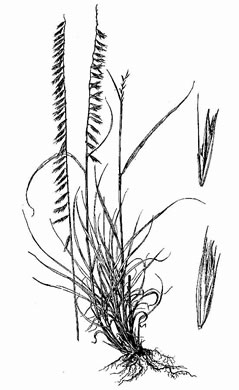 image of Bouteloua curtipendula var. curtipendula, Sideoats Grama