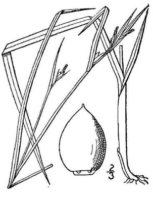 image of Scleria oligantha, Few-flowered Nutrush, Littlehead Nutrush