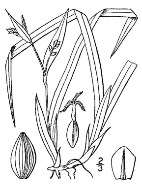 image of Carex abscondita, Thicket Sedge