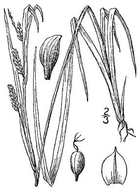 image of Carex blanda, Eastern Woodland Sedge, Charming Sedge