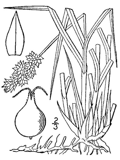 image of Carex gravida, Heavy Sedge, Pregnant Sedge