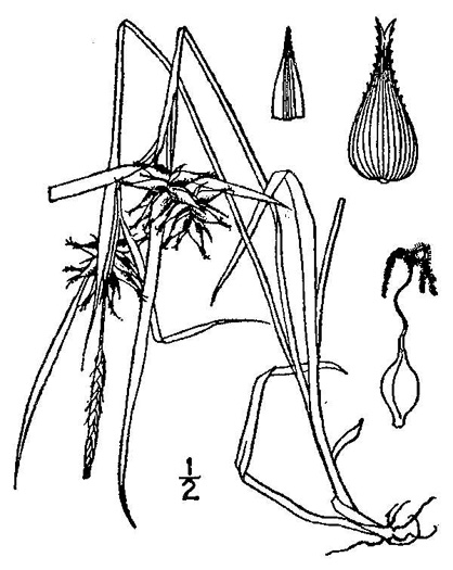 image of Carex intumescens var. intumescens, Bladder Sedge, Pregnant Sedge