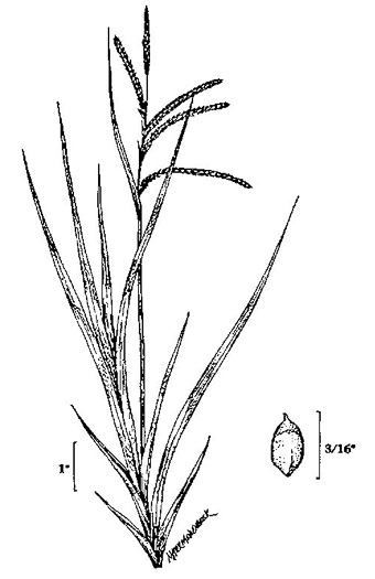 image of Carex torta, Twisted Sedge, Streambed Sedge