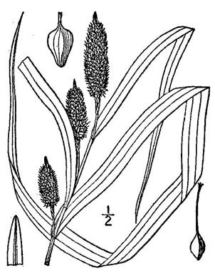 image of Carex typhina, Cattail Sedge