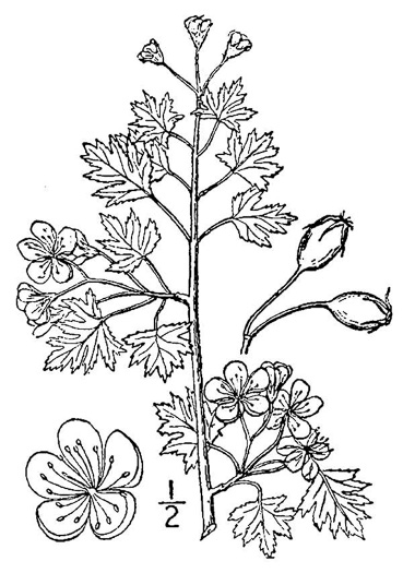 image of Crataegus marshallii, Parsley Hawthorn, Parsley Haw