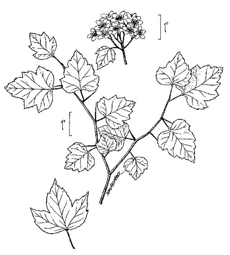 image of Crataegus phaenopyrum, Washington Hawthorn, Virginia Hawthorn