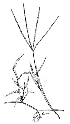 image of Digitaria sanguinalis, Hairy Crabgrass, Northern Crabgrass