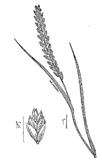 image of Elymus repens, Quackgrass, Dog-grass, Witchgrass