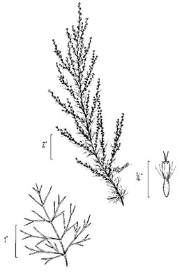 image of Eupatorium capillifolium, Common Dog-fennel, Summer Cedar, Yankeeweed, Cypressweed