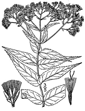 image of Eupatorium sessilifolium var. sessilifolium, Upland Boneset, Sessile-leaf Eupatorium