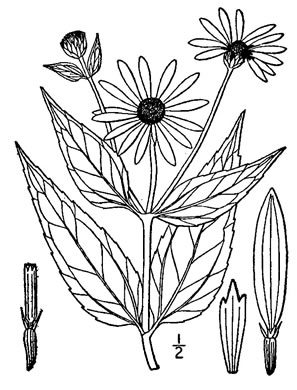 image of Helianthus pauciflorus ssp. pauciflorus, Stiff Sunflower