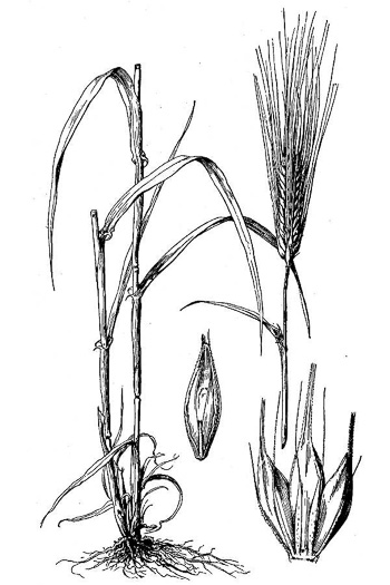 image of Hordeum vulgare, Barley