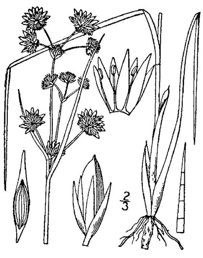 drawing of Juncus canadensis, Canadian Rush