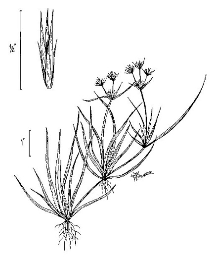 drawing of Juncus repens, Creeping Rush