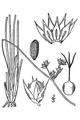 image of Juncus coriaceus, Leathery Rush